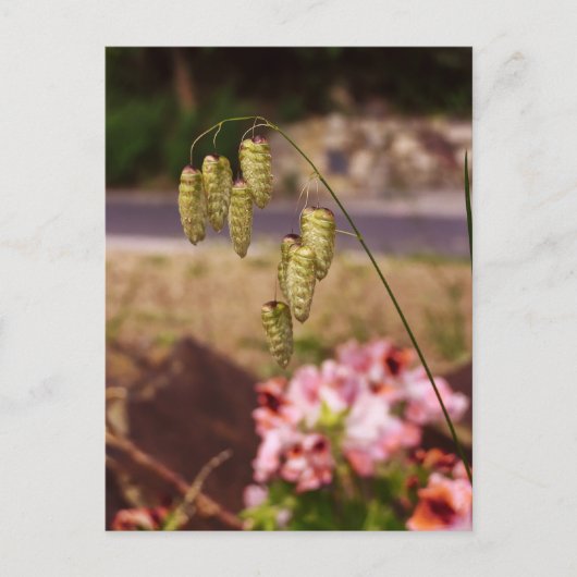 Unkraut in meinem Garten Postkarte (Vorderseite)