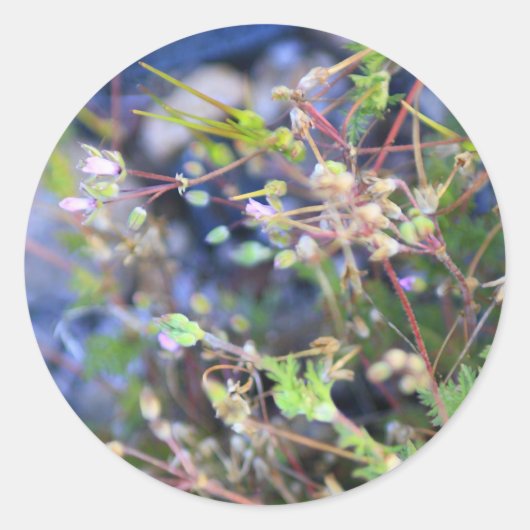 Unkraut Runder Aufkleber (Vorderseite)