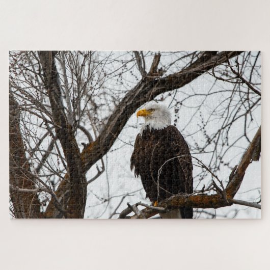 Unmögliches Puzzle - Haliäetus (Horizontal)