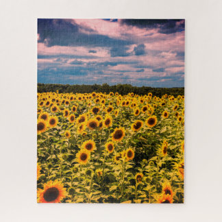 Unmögliches Puzzle - Sonnenblumenfeld