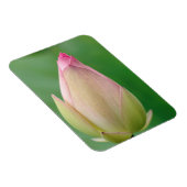 Unopened Water Lily Bulb, Durban Botanical Magnet (Rechte Seite)
