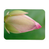 Unopened Water Lily Bulb, Durban Botanical Magnet (Horizontal)