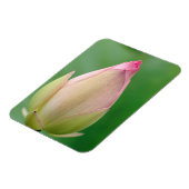 Unopened Water Lily Bulb, Durban Botanical Magnet (Linke Seite)