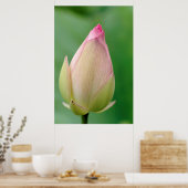 Unopened Water Lily Bulb, Durban Botanical Poster (Küche)