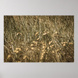 unregelmäßige trockene Pflanze am felsigen überdac Poster