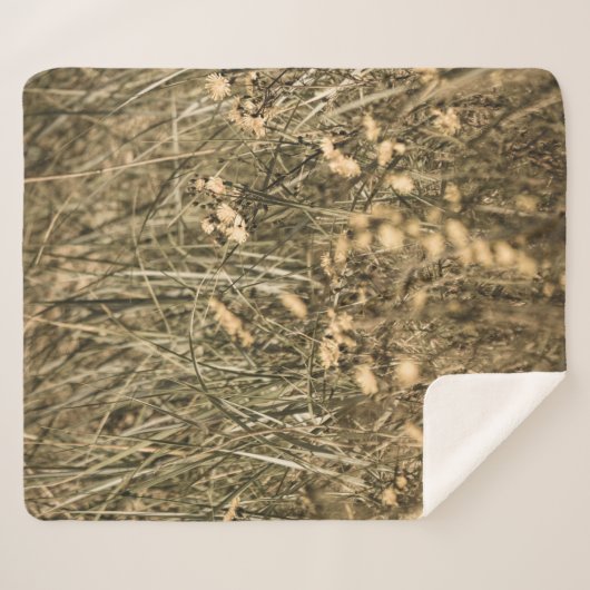 unregelmäßige trockene Pflanze am felsigen überdac Sherpadecke (Vorderseite (Horizontal))