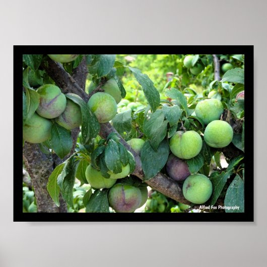 Unreife violette Pflaumen Poster (Vorne)