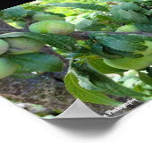 Unreife violette Pflaumen Poster (Ecke)