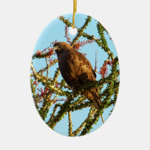 Unreifer Rotschwanzbussard in Ocotillo-Strauch Keramikornament