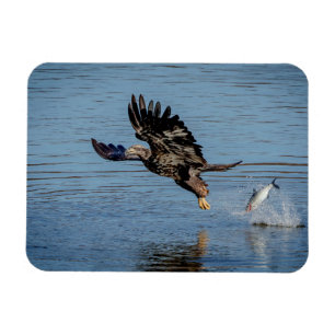 Unreifer Weißkopfseeadler, der einen Fisch Magnet