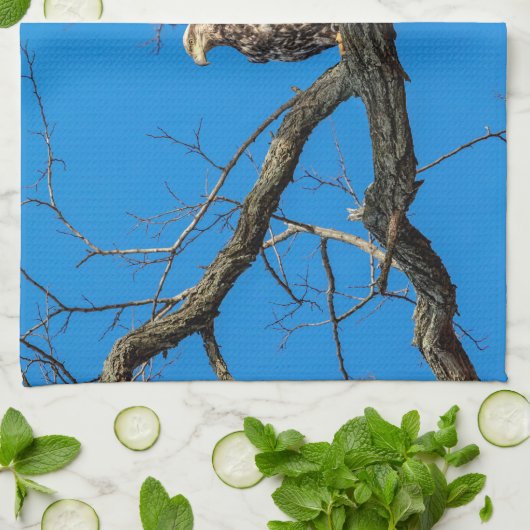 Unreifer Weißkopfseeadler in Peekskill, NY Geschirrtuch (Gefaltet)