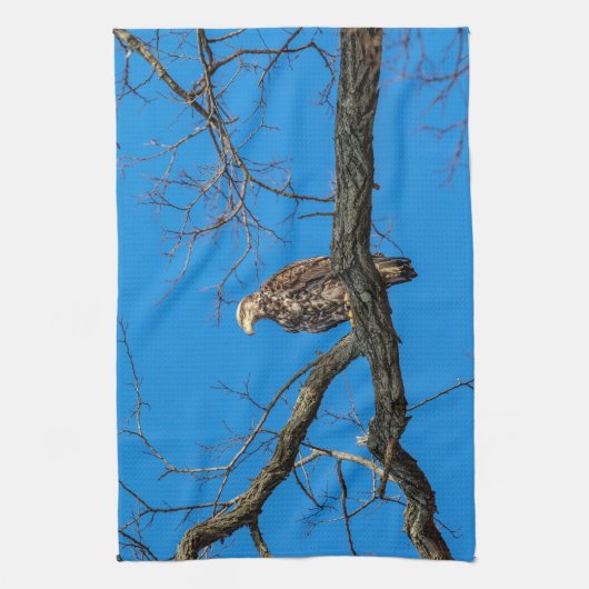 Unreifer Weißkopfseeadler in Peekskill, NY Geschirrtuch (Vertikal)