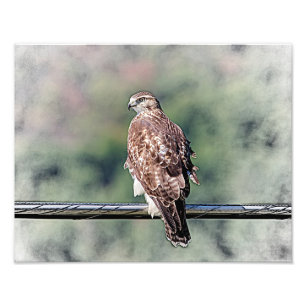 unreifes Rot angebundener Falke 14x11 Fotodruck