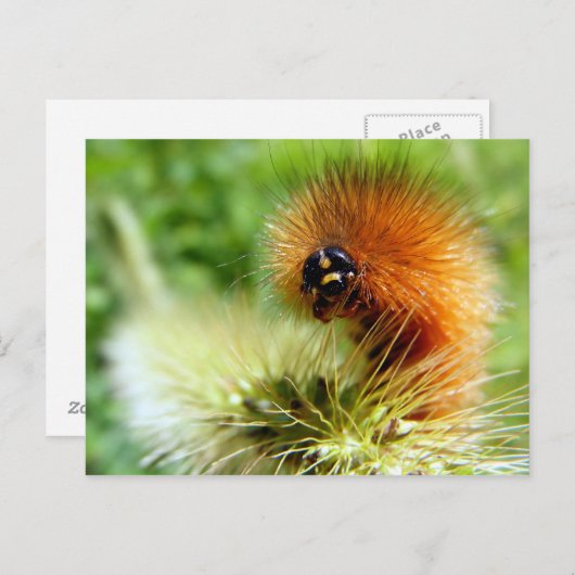 Unscharfe Raupe Postkarte (Vorne/Hinten)