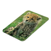 Unscharfer Gepard-Junges Magnet (Linke Seite)