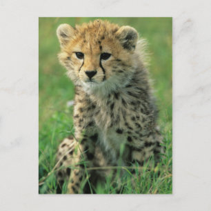 Unscharfer Gepardenjunge Postkarte