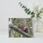 Unscharfes Schlafen auf Tree Limb Postkarte (Stehend Vorderseite)