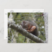 Unscharfes Schlafen auf Tree Limb Postkarte (Vorne/Hinten)