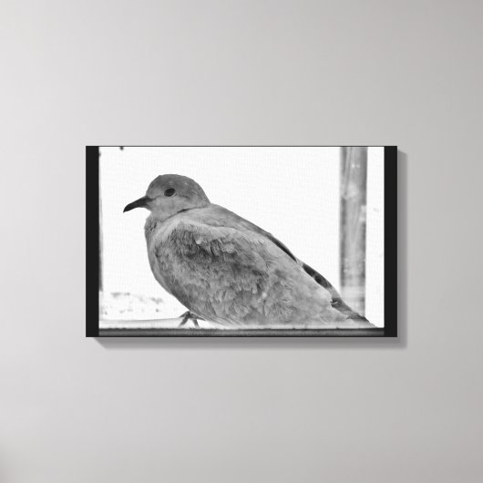 Unschuldige Taube Leinwanddruck (Vorderseite)