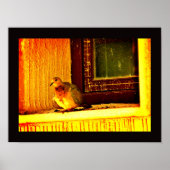 Unschuldige Taube Poster (Vorne)