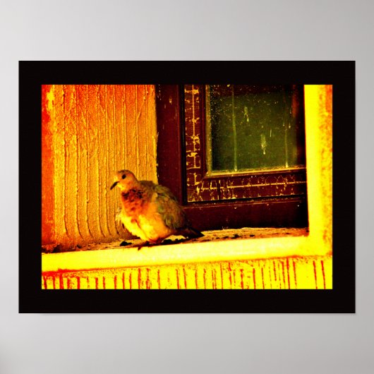 Unschuldige Taube Poster (Vorne)