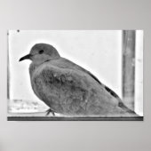 Unschuldige Taube Poster (Vorne)