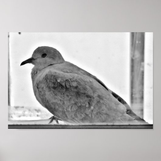 Unschuldige Taube Poster (Vorne)