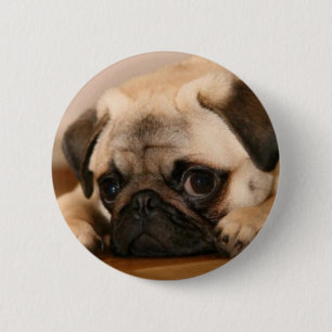 "Unschuldiger" Mops Button