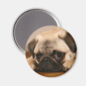 " Unschuldiger Mops Magnet (Vorderseite/Rückseite)