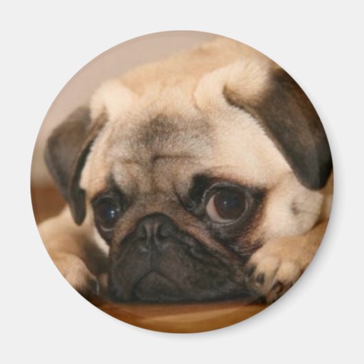 " Unschuldiger Mops Magnet (Vorne)