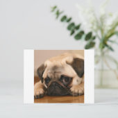 " Unschuldiger Mops Postkarte (Stehend Vorderseite)