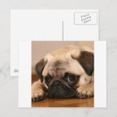 " Unschuldiger Mops Postkarte (Vorne/Hinten)