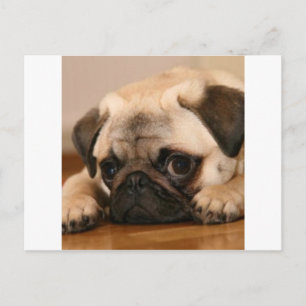 " Unschuldiger Mops Postkarte
