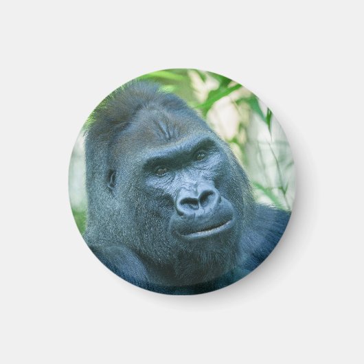 Unschwindelerregende Stärke Silverback Gorilla Kit Magnet (Vorne)