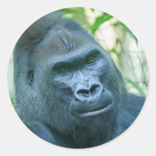 Unschwindelerregende Stärke Silverback Gorilla Kit Runder Aufkleber