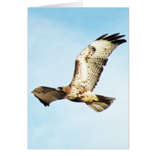 "Unser bestster Ruhm. "Rot-Angebundener Falke im (Vorne)