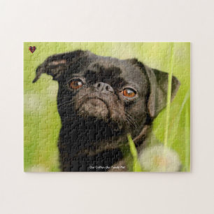 Unser Griffon-Hund, unser Familienhaustier Puzzle