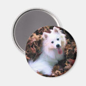 Unser Hund wird von mir fotografiert! Magnet (Vorderseite/Rückseite)
