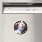 Unser Hund wird von mir fotografiert! Magnet (In Situ (Geschirrspüler))