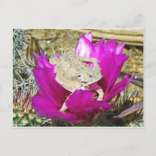 Unser Kakti-Hinterhof blüht eine Lizard Postkarte