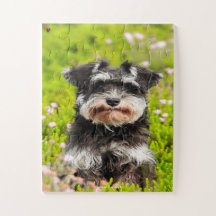 Unser Schnauzer, unser Haustier