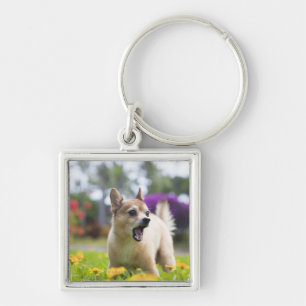 Unser Schoßhund kekai. Er ist halber Spitz und Schlüsselanhänger