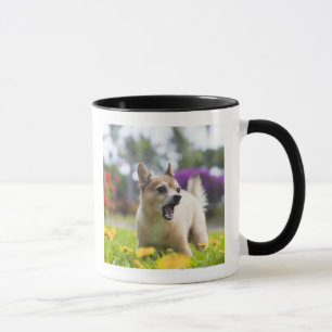 Unser Schoßhund kekai. Er ist halber Spitz und Tasse