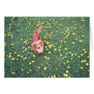 UNSERE DACKEL DUBLIN-THE GRASS "IS" GRÜNER AUF DER
