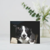 Unsere geliebte Grenze Collie Jake - Postkarte (Stehend Vorderseite)