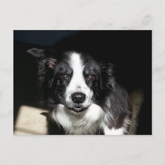 Unsere geliebte Grenze Collie Jake - Postkarte (Vorderseite)