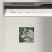 UNSERE GRAUEN WOLVES Wildlife Foto Magnet gerettet (In Situ (Geschirrspüler))