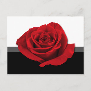Unsere Liebe Rose ~ Postkarte