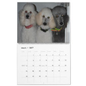Unsere wunderschönen Standard Poodles 2011 Kalender (Mär 2027)