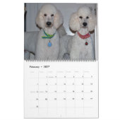 Unsere wunderschönen Standard Poodles 2011 Kalender (Feb 2027)